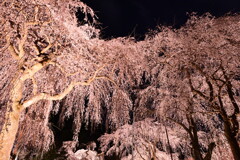 清雲寺の夜桜_５