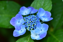 紫陽花