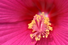芙蓉