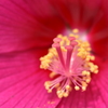 芙蓉