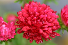 真紅の水玉