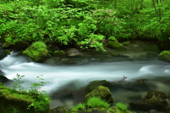 三乱の流れ～ツツジの季節～