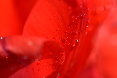 真っ赤な花の花びらで