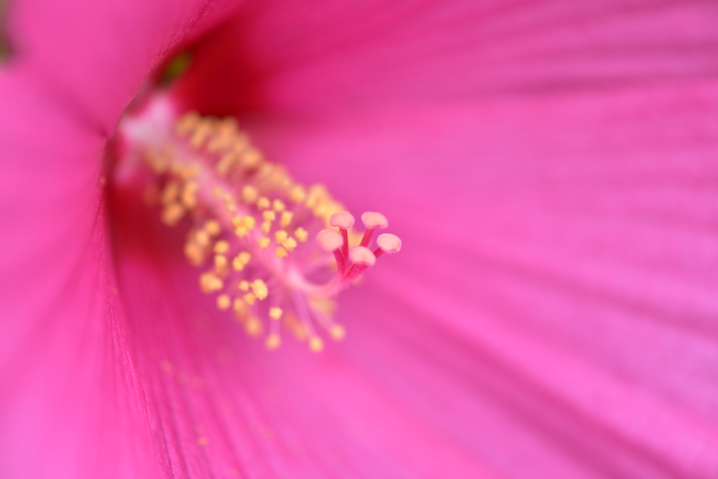 芙蓉ーⅠ ～2021～