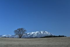 小岩井農場の一本桜と岩手山