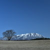 小岩井農場の一本桜と岩手山