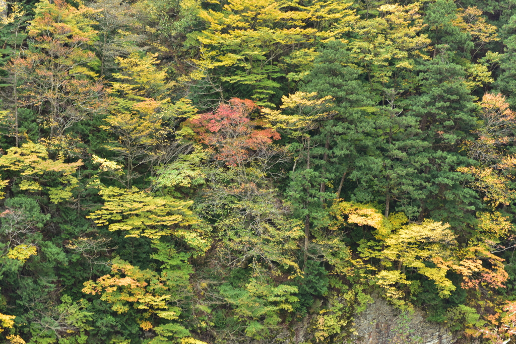 岩壁　紅一点