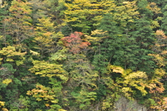 岩壁　紅一点