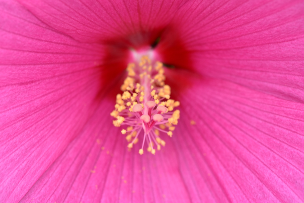 芙蓉ーⅡ ～2021～