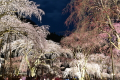 清雲寺のしだれ桜　2