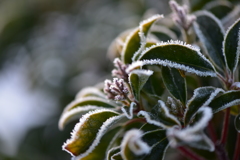 Frost flower