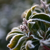 Frost flower