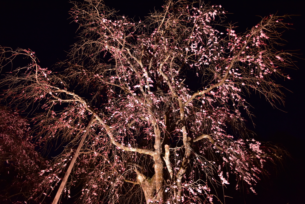 清雲寺の夜桜_３