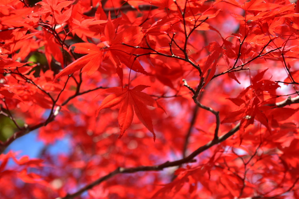 のけぞり紅葉