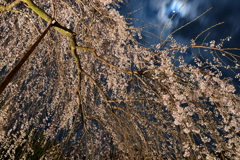 清雲寺のしだれ桜　3