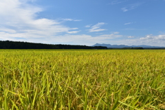 青空と稲穂