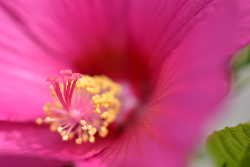 芙蓉ーⅡ