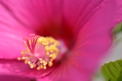 芙蓉ーⅡ