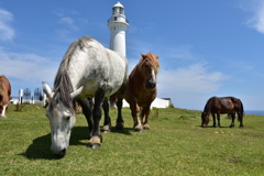 尻屋灯台と寒立馬