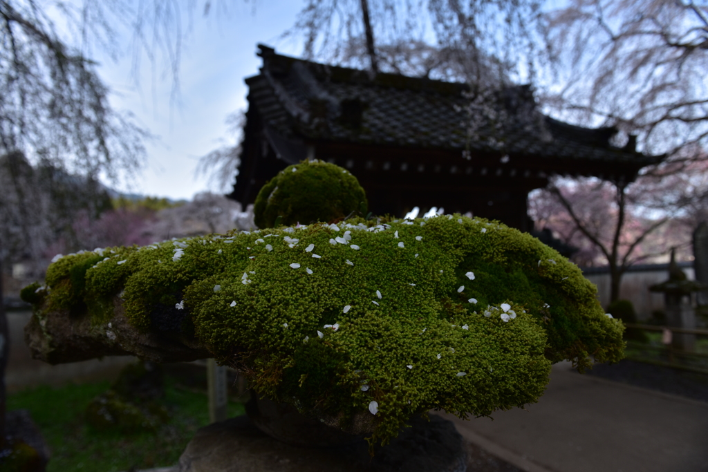 秩父　清雲寺