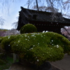 秩父　清雲寺