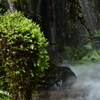 苔飛沫