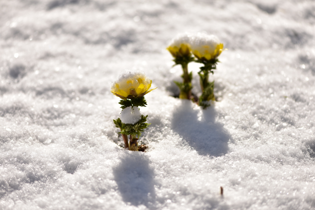 雪帽子