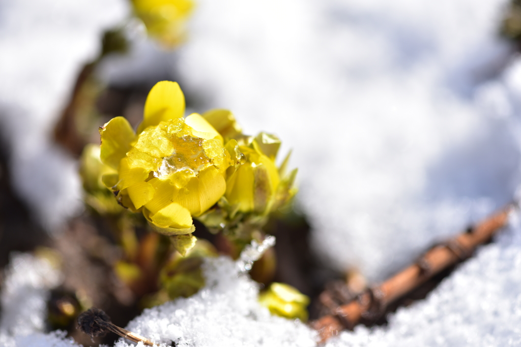 雪に負けるな！