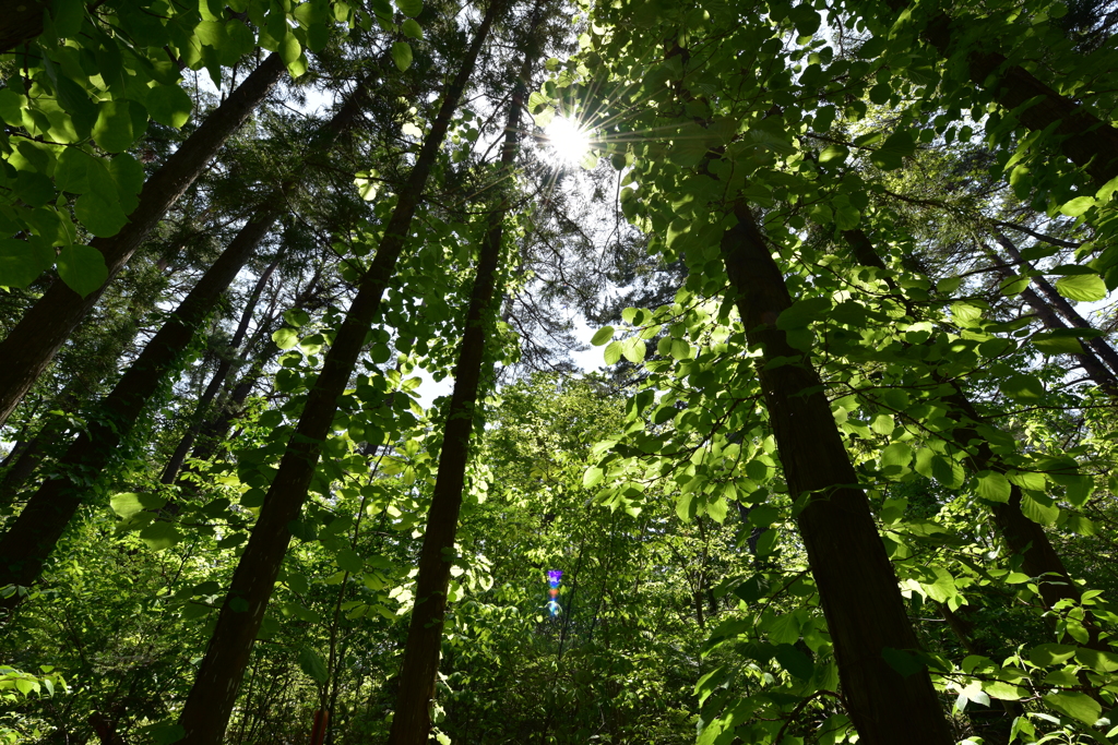 夏近し