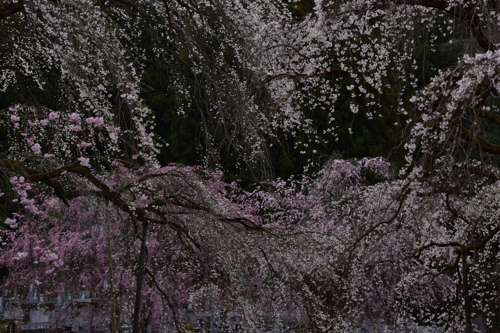 清雲寺の桜乱れ先