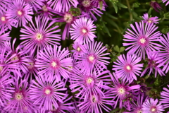 庭先の打ち上げ花火