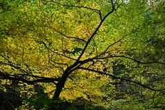 西沢渓谷秋巡り３（彩）