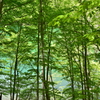 翡翠色を背景に