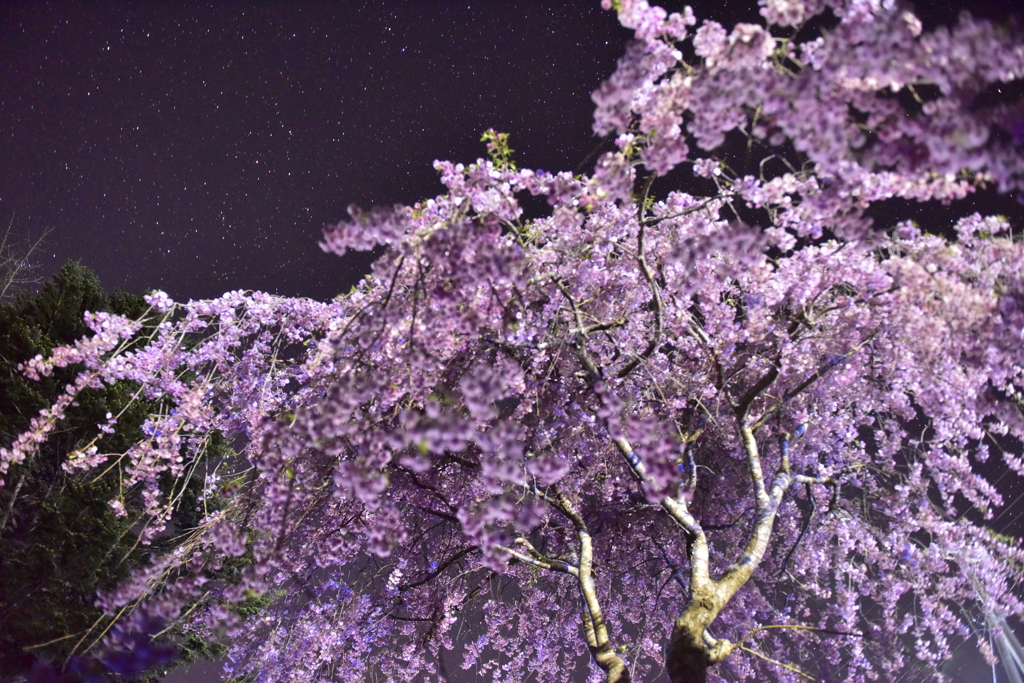 夜桜