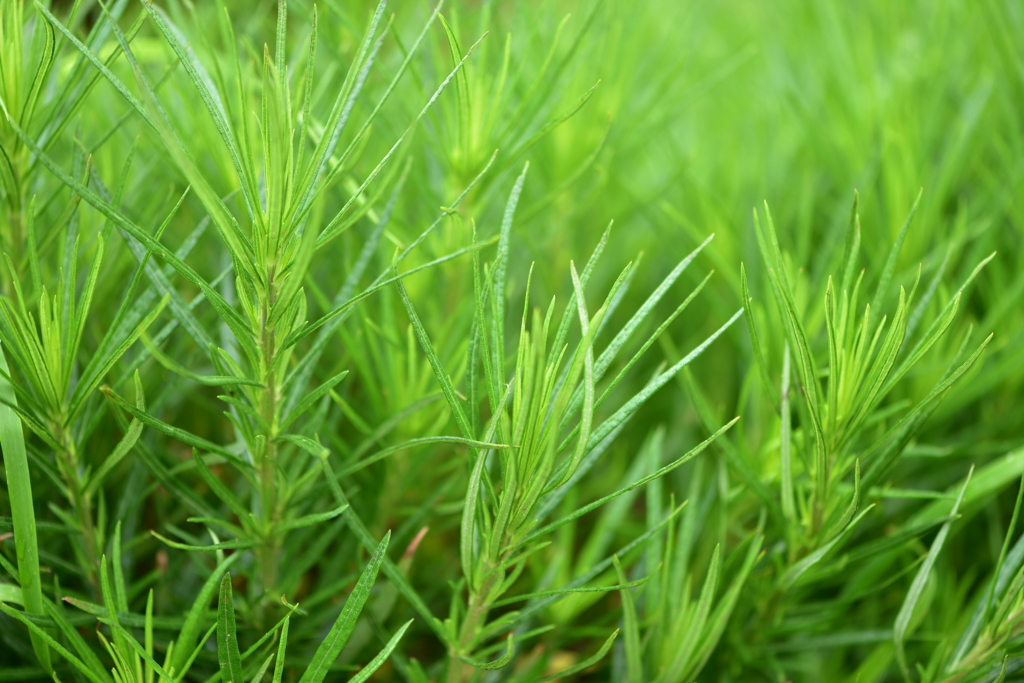 Ｇｒｅｅｎ