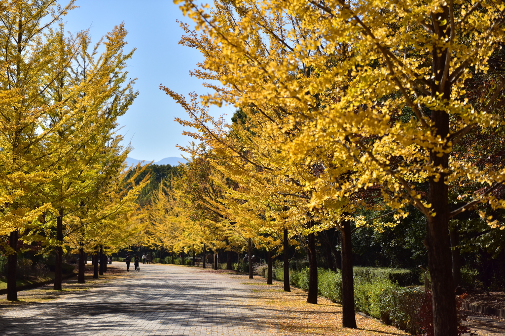 秩父ミューズパークの紅葉