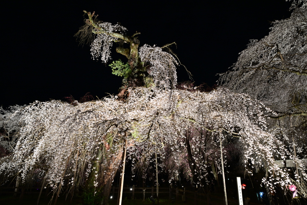 清雲寺の夜桜_２