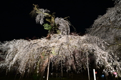 清雲寺の夜桜_２