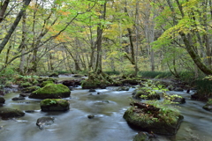 黄葉の奥入瀬渓流