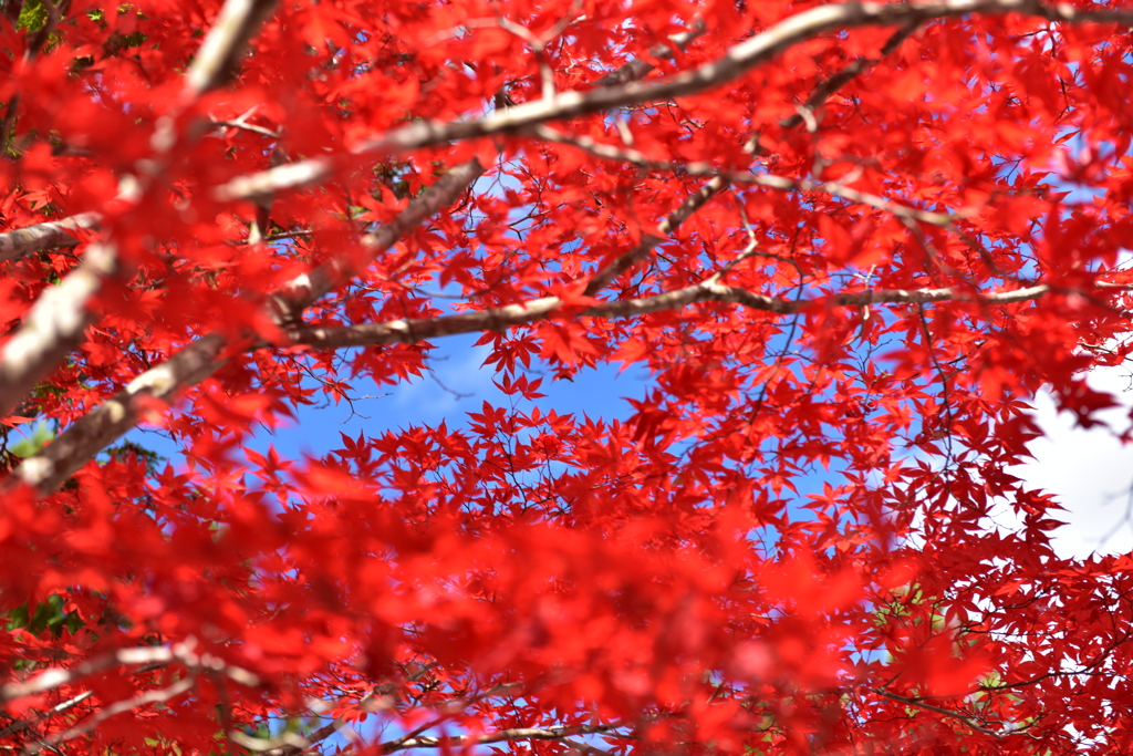 AKA MOMIJI