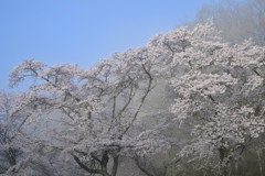 雲海桜