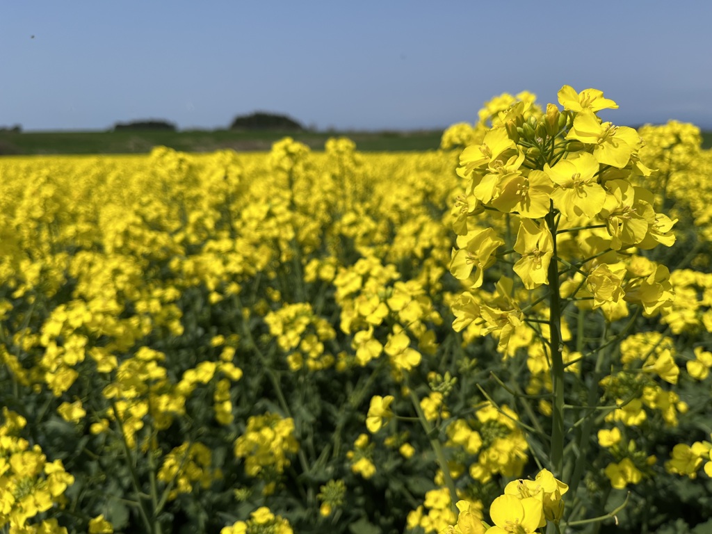 横浜町の菜の花畑①