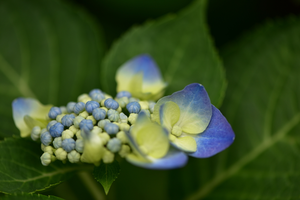 紫陽花グラデーション