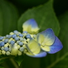 紫陽花グラデーション
