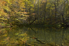 秋の月沼