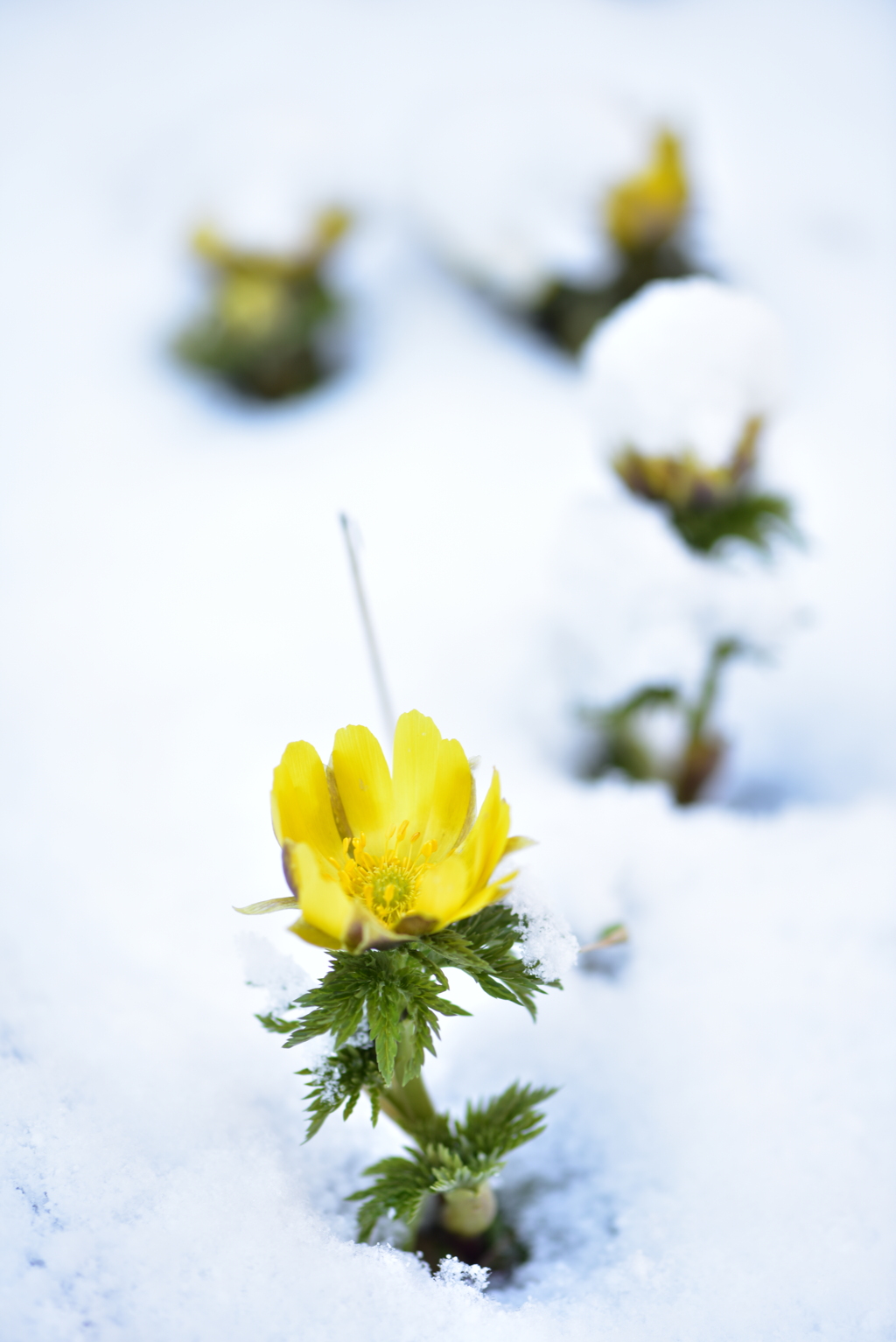 雪と福寿草