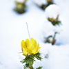 雪と福寿草