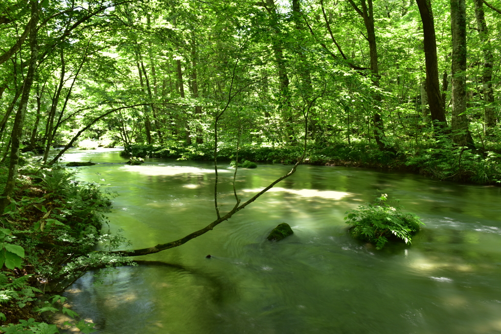 深緑の奥入瀬渓流