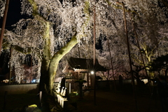 清雲寺のしだれ桜　4