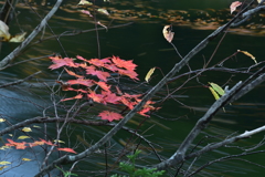 紅一点